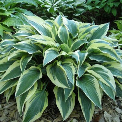 Hosta 'Bobcat'